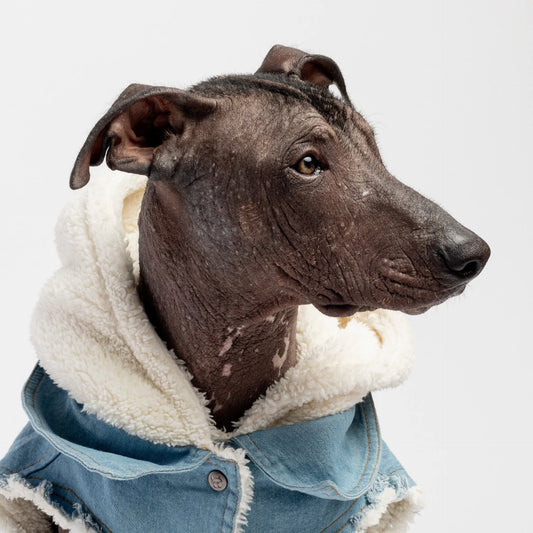 Giacca per cani in denim - Oh My Dog!